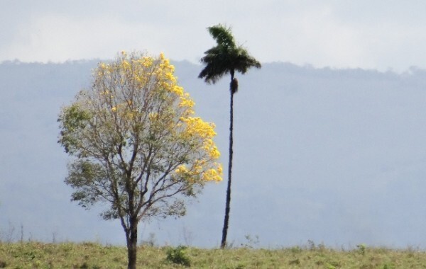 Paisagem da estrada PA-150. Foto: Jeremy Bigwood/Agência Pública