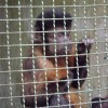 Macaco-Prego em centro de triagem do governo federal em Salvador, Bahia; cego de um olho não tem mais como voltar a seu habitat. Fotos de William Finn Bennett.