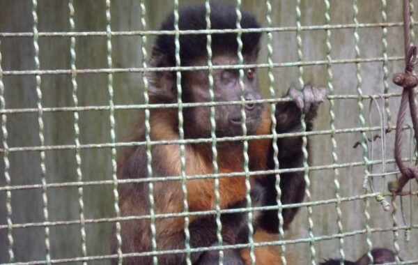Macaco-Prego em centro de triagem do governo federal em Salvador, Bahia; cego de um olho não tem mais como voltar a seu habitat. Fotos de William Finn Bennett.