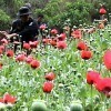 Erradicação de papoula em São Marcos, Guatemala. Foto? Prensa Livre