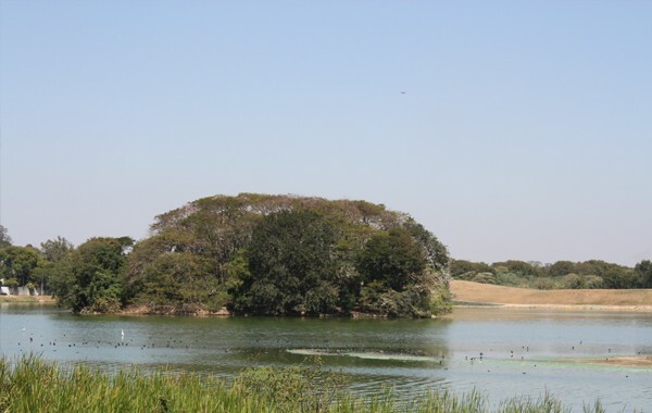 Assoreamento na Pampulha criou ilhas de terra firme com vegetação no meio da lagoa - Imagem: Acervo Projeto Manuelzão