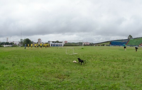 Cachorrinhos brincam enquanto a bola rola em campo. Gramado estava muito ruim (Foto: Renato Leite Ribeiro)